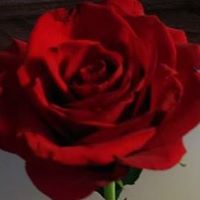 Tracy Duprey Photo 5