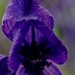 Roy Haller Photo 12