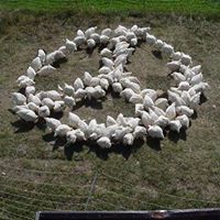 Frank Haney Photo 24