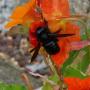 Tracy Isaacs Photo 7
