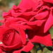 Rose Ross Photo 42