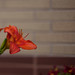 Lily Tse Photo 16