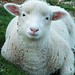 Clyde Lamb Photo 9