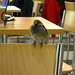 Buddy Sparrow Photo 11