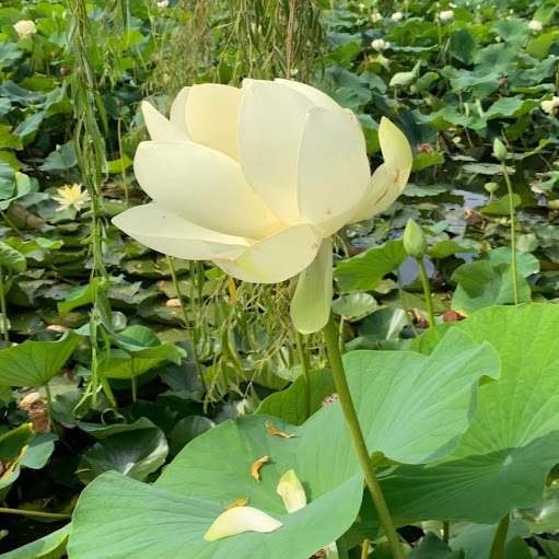 Emma Mccarthy Photo 7