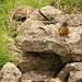 Robin Lord Photo 34