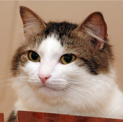 Connor Thornton Photo 21