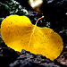 John Lockett Photo 27