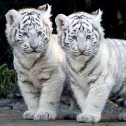 Debra Sutton Photo 9