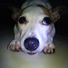 Ginger Russell Photo 7