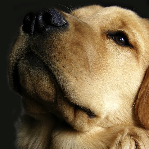 Lorraine Gibbs Photo 16