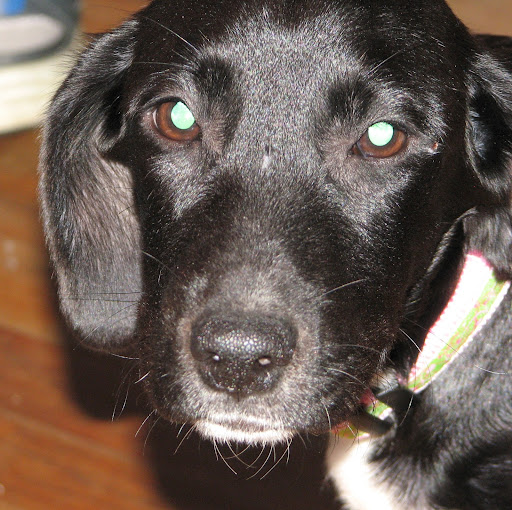 Tracy Goodwin Photo 26