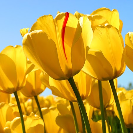 Elena Suciu Photo 12