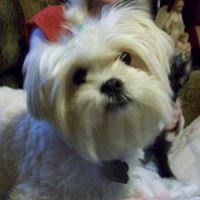 Constance Cook Photo 15 Constance Cook Photo 15