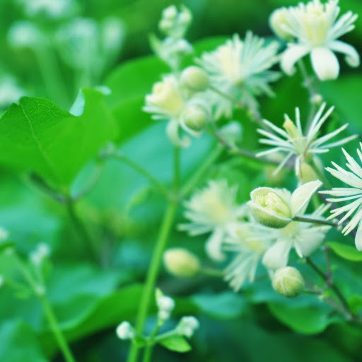Linh Bui Photo 30