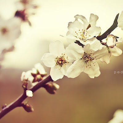 Alice Green Photo 18