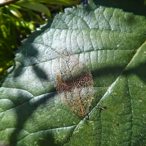 Tracey Miles Photo 8