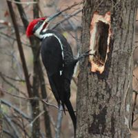 Debbie Leblanc Photo 21