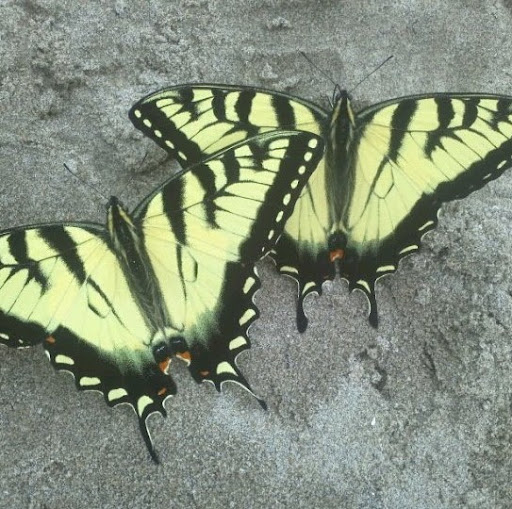 Marilyn Day Photo 35