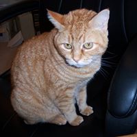 Debra Decarlo Photo 4