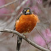 Robin Groves Photo 38