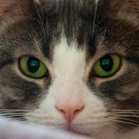 Anthony Cedrone Photo 16