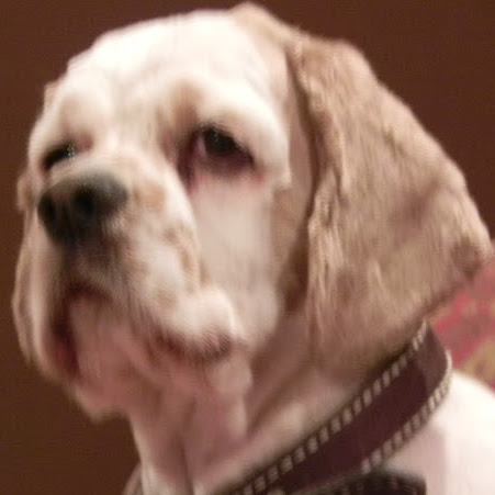 David Schaffer Photo 49 David Schaffer Photo 49