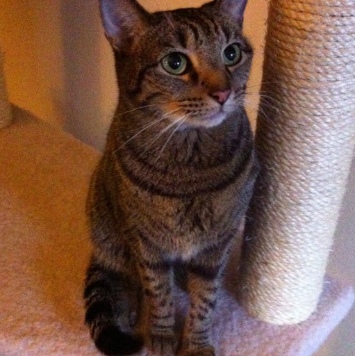 Christopher Morgan Photo 45