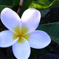 Arlene Morgan Photo 5