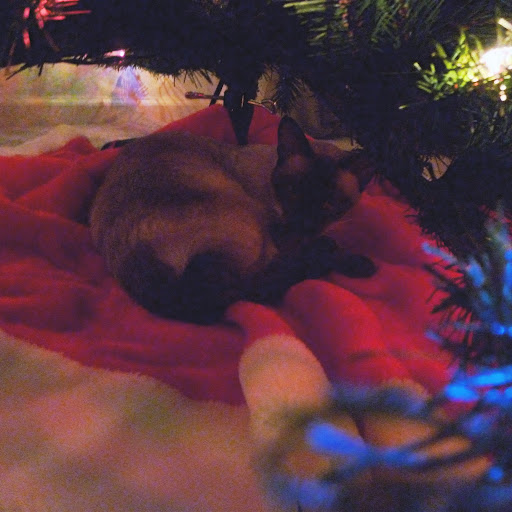 Jillian Carroll Photo 28