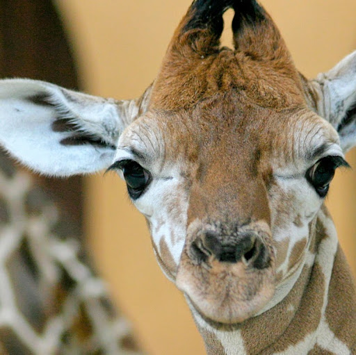 Sheryl Robertson Photo 33