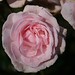 Constance Rose Photo 19
