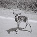 Gail Cook Photo 32