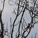 Oriole Sharp Photo 1
