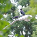 Virginia Crow Photo 16