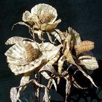 Raul Perez Photo 20 Raul Perez Photo 20