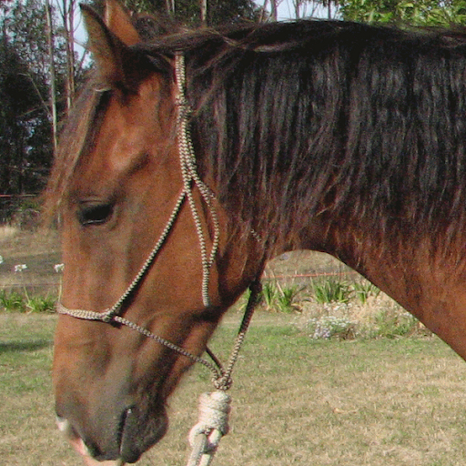 Jill Downing Photo 14