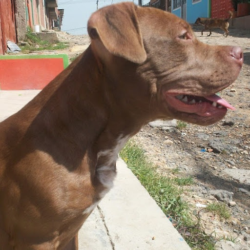 Cristian Cortes Photo 34