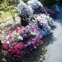 Sandra Mclain Photo 8