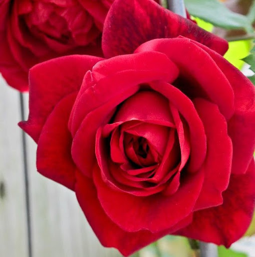 Mary Albert Photo 16