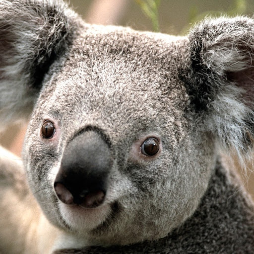 Eddie Caraballo Photo 8