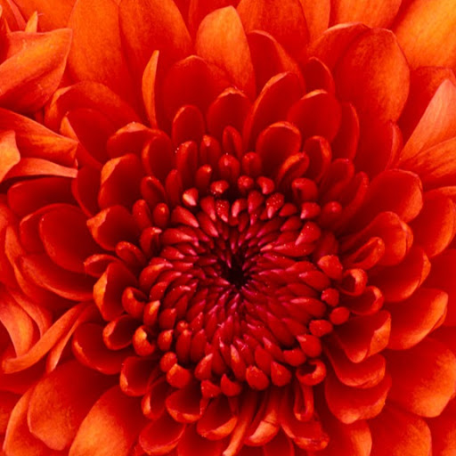 Lorna Davis Photo 46