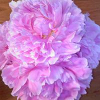 Kimberly Kirk Photo 21