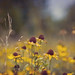 Susan Adkins Photo 9