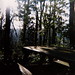 Diana Lewis Photo 46
