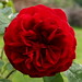 David Braithwaite Photo 28