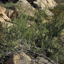 Mark Walton Photo 50 Mark Walton Photo 50