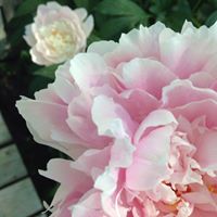 Gayle Webber Photo 9