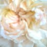 Nancy Howes Photo 7