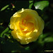 Rose Robertson Photo 13